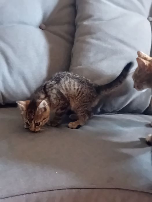 Kotek piekny  szary