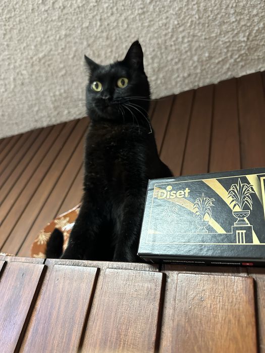 Gata preta meiguinha