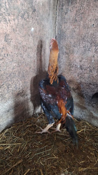 Kogutyshamo i marans sprzedam zamienie