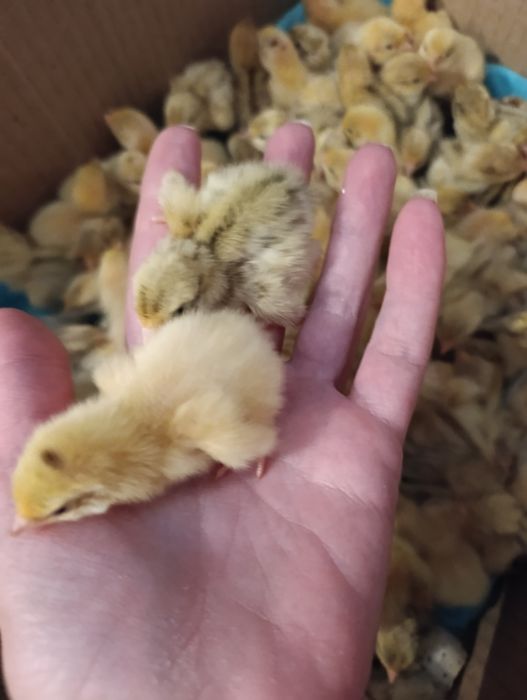 Перепілка добова !Суточные перепела!  19грн./шт.