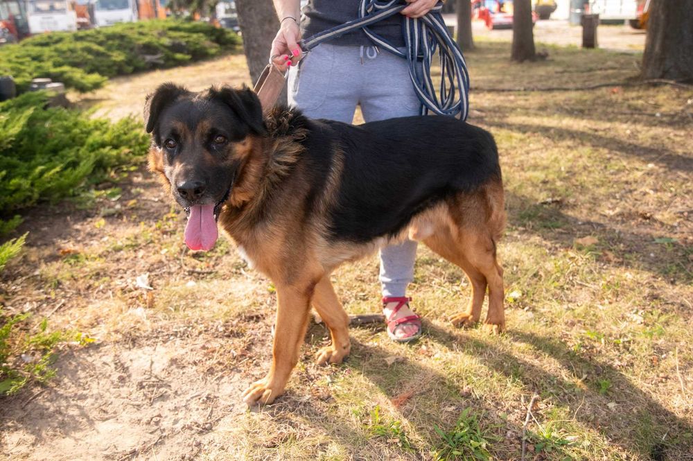 Szuka opiekuna, który będzie jego przewodnikiem i przyjacielem