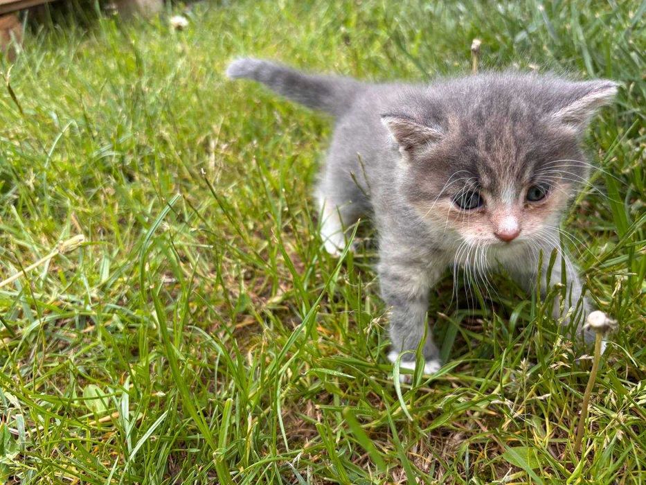 Віддам  котиків!!!Малята шукають дім!!!ДОСТАВКА! Косів,Косівський район