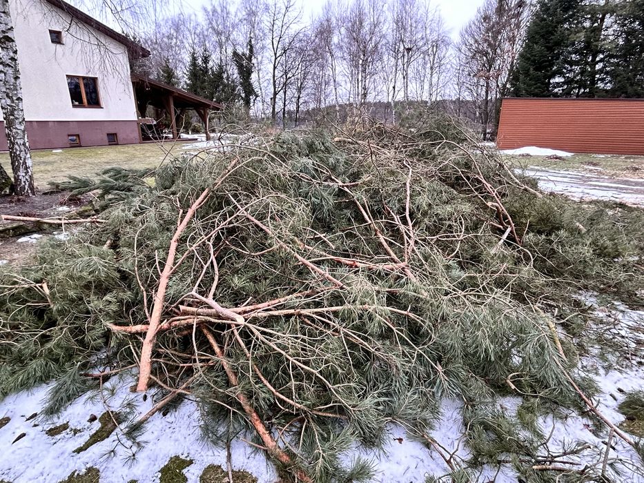 Gałęzie sosnowe i modrzewiowe