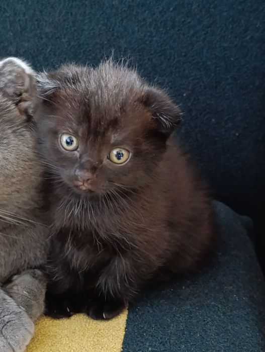 Шотландская вислоухая котята