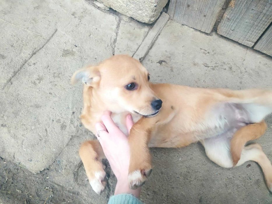 Oddam małą suczkę