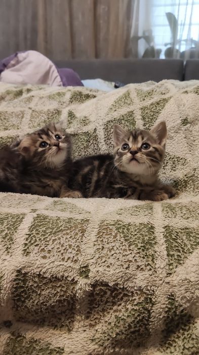 Кошенята в добрі руки