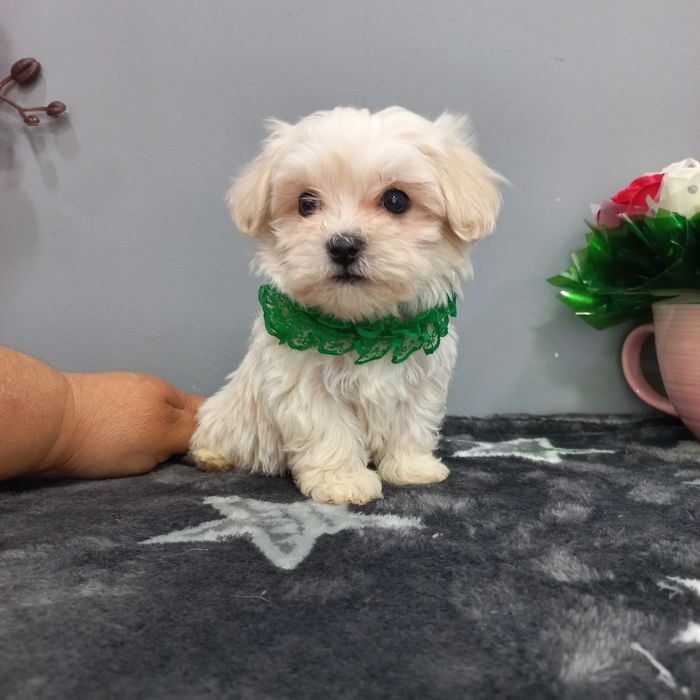 Мини мини мальтипушонок