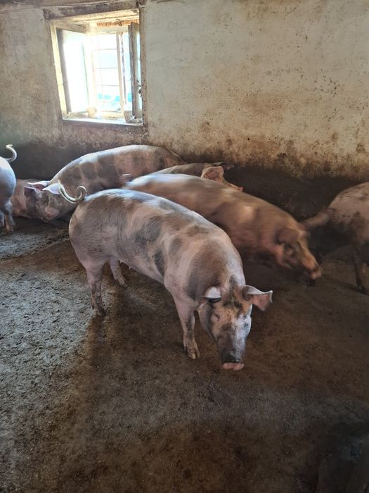 Продам беконных свиней 80 грн/кг