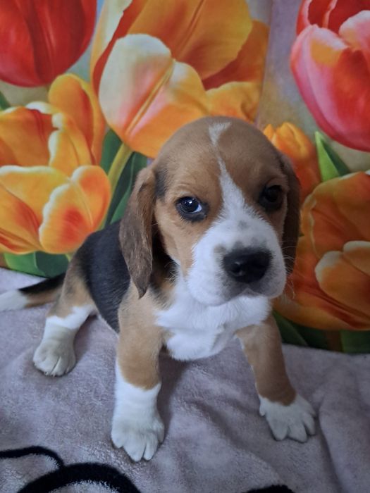Piesek beagle tricolor