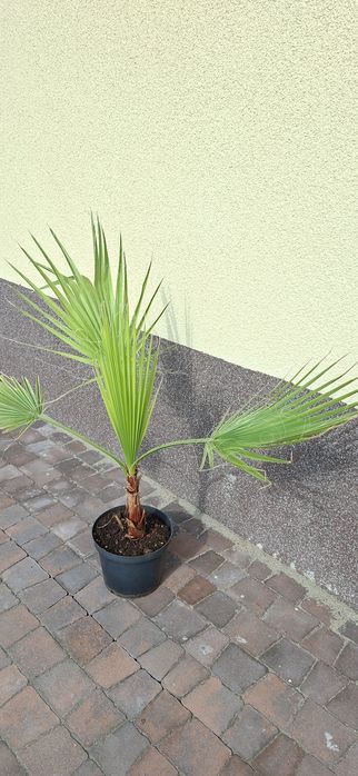 Palma Washingtonia Robusta