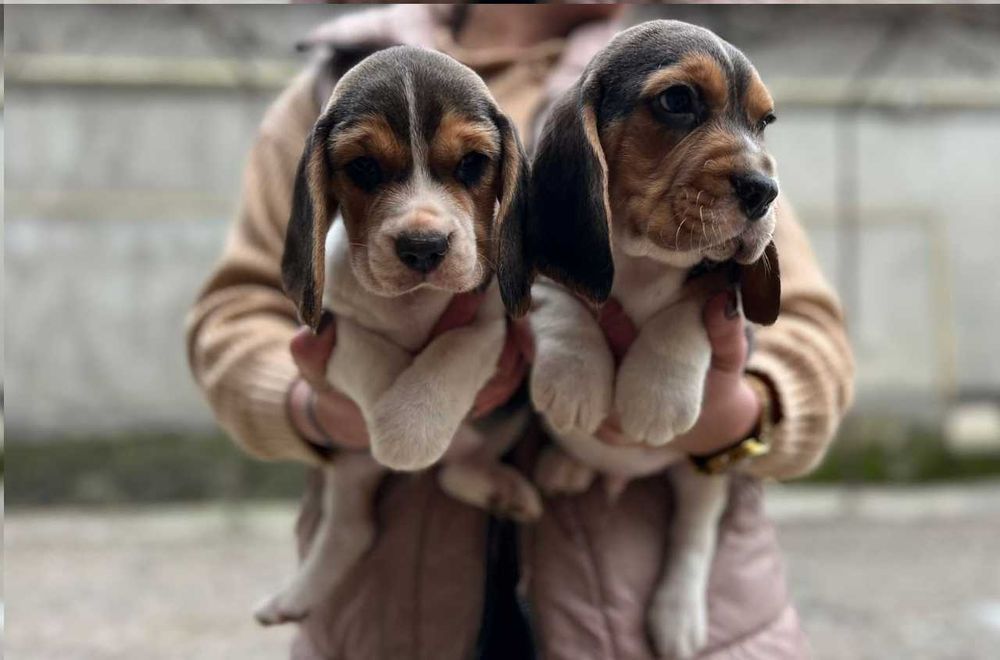 Продаж біглів, вік два місяці, щепленi