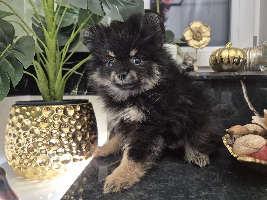 Szpic miniaturowy suczka