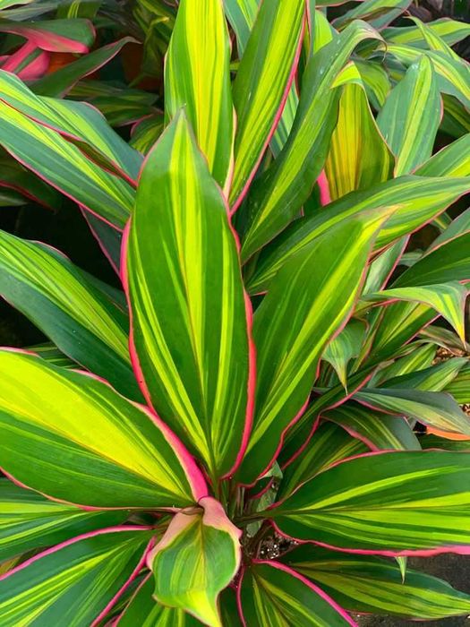 Kordylina fructosa