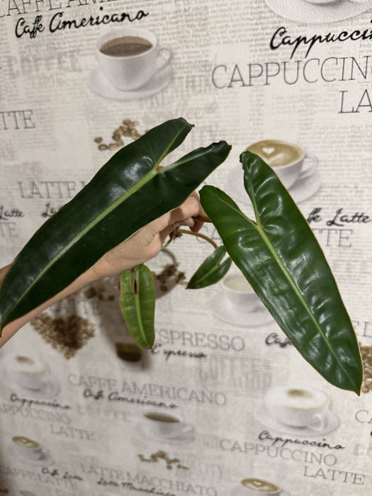 Филодендрон Биллитау (Philodendron billietiae) от вар