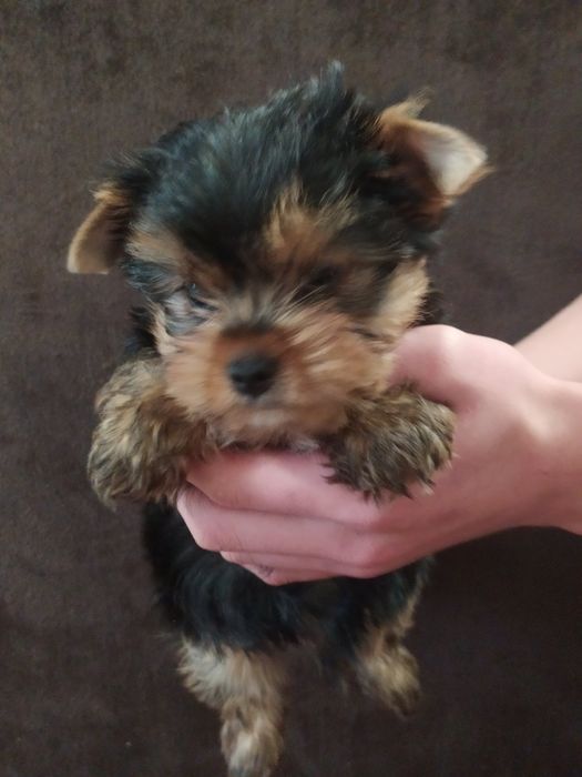 Мини мальчик йорк!