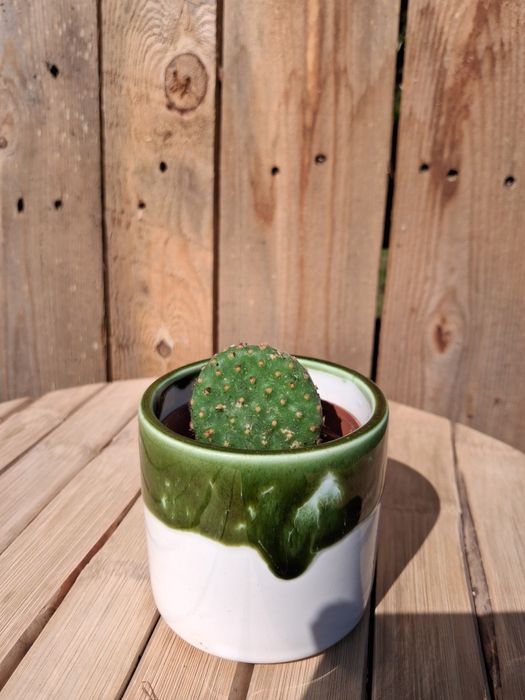 Opuntia, opuncja uszy królika