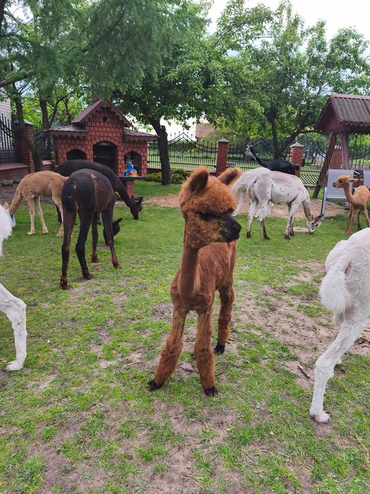 Alpaki młode samczyki ,samice Huacaya