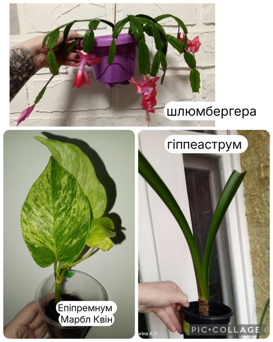 Невибагливі кімнатні рослини. Філ Медуза. Шлюмбергера. Цикламен