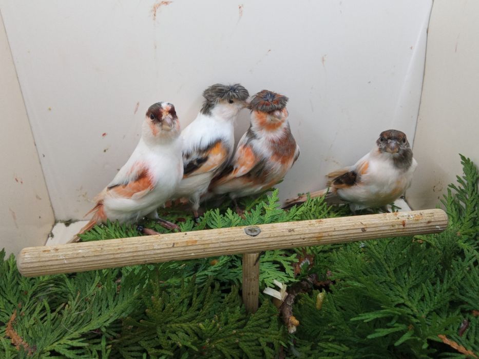 Kanarki ARLEKIN PORTUGALSKI  z roku 2025 i 2024.r