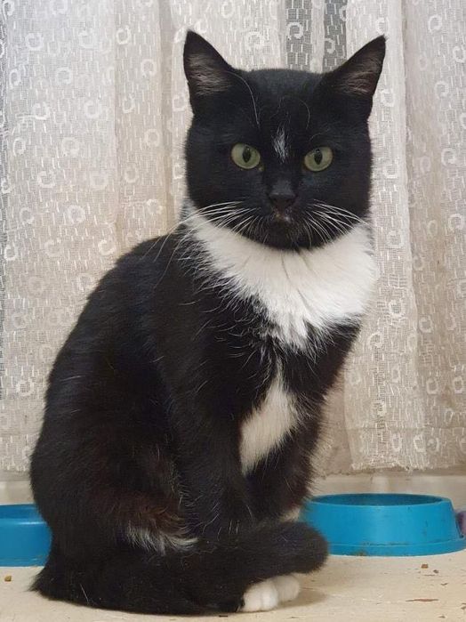 Кошечка из приюта бесплатно