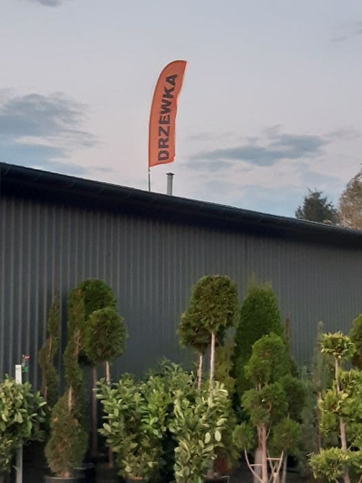 Drzewka owocowe  wisnia  jabłoń porzeczka borówka morela brzoskwinia