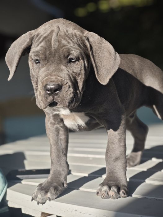 Cane Corso Italiano - Macho Cizento