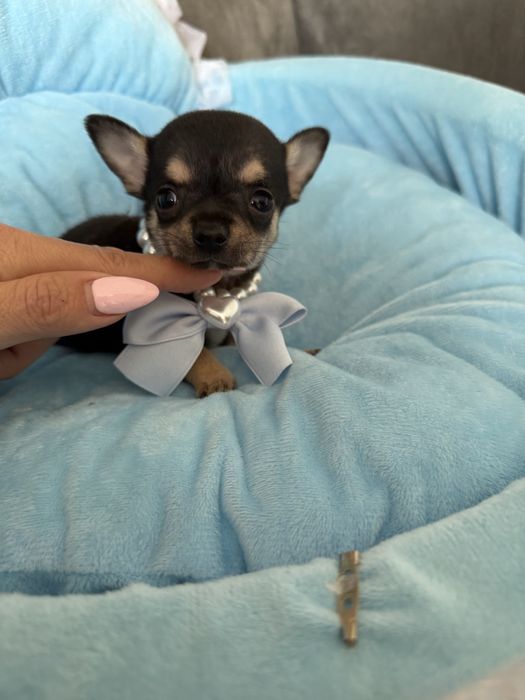Chihuaha xxs chlopczyk  do odbioru