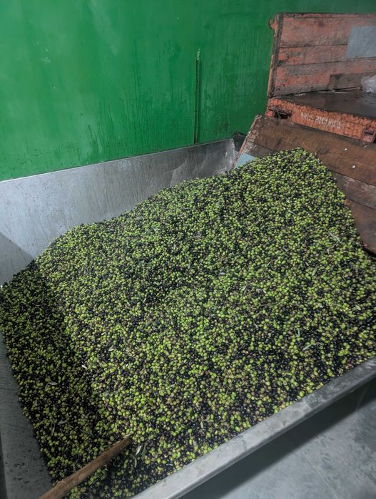 Azeite galega +zambujeiro