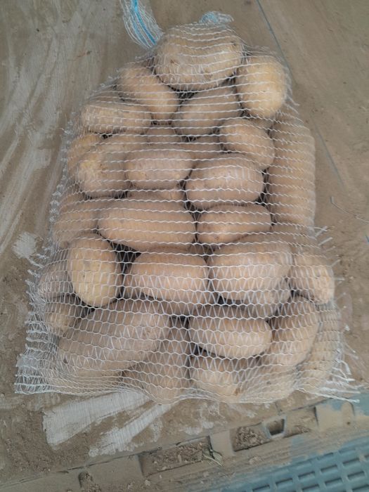 Ziemniaki catania hurt