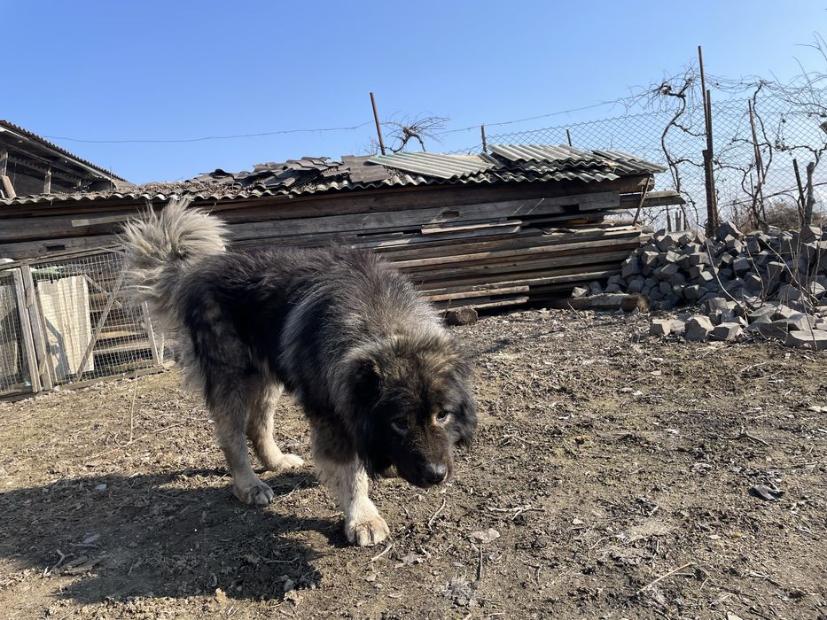 Вʼязка кавказька вівчарка