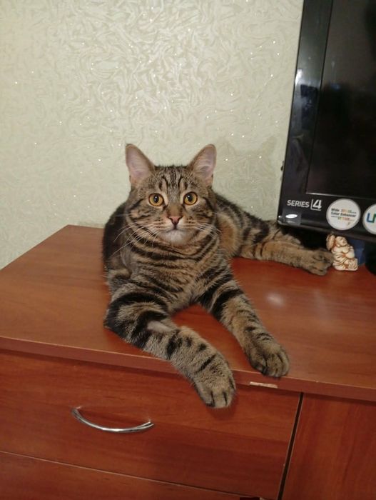 Красивый  котенок ДНЕПР