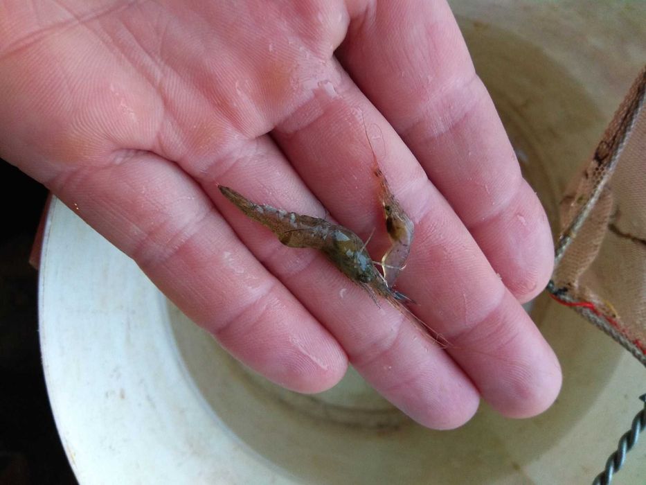 Акваріумні рибки гуппі та креветки