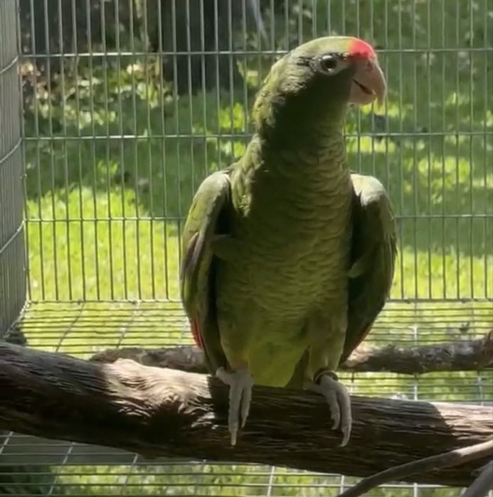 Papagaio Amazonas  Tucman