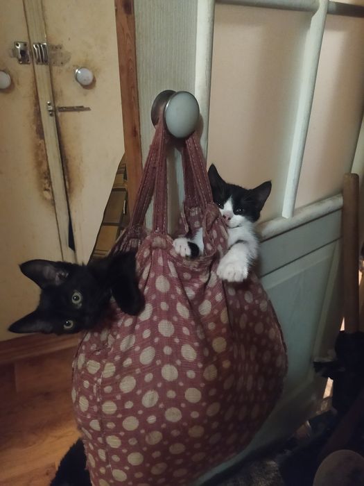 Харьков. Малыши возрастом 2 месяца ищут добродушный дом с верными хозя