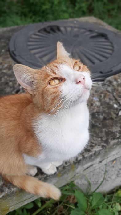 Кастрований молоденький котик в добрі ручки