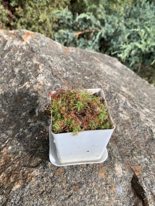 Росянка Пігмейна, Пігмея, Пульчела нітідула