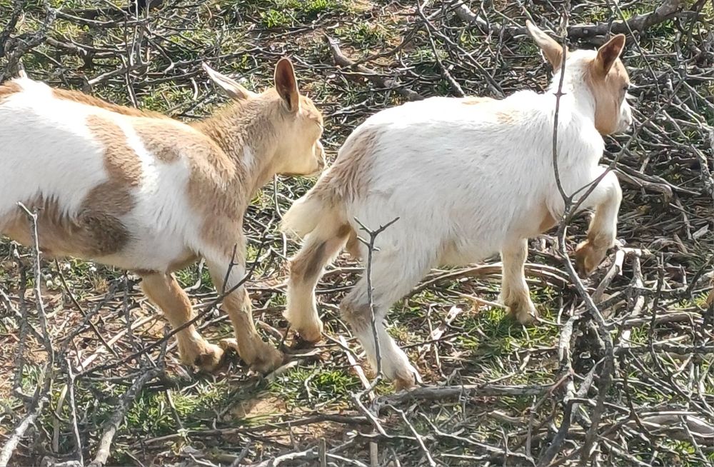 Cabras Anãs - Machos