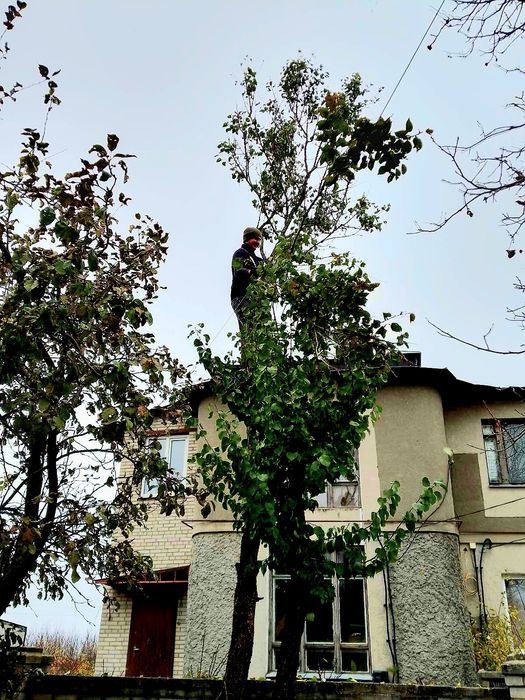 Рубка і попилка Дров  Спилювання дерев та гілок, Покос трави