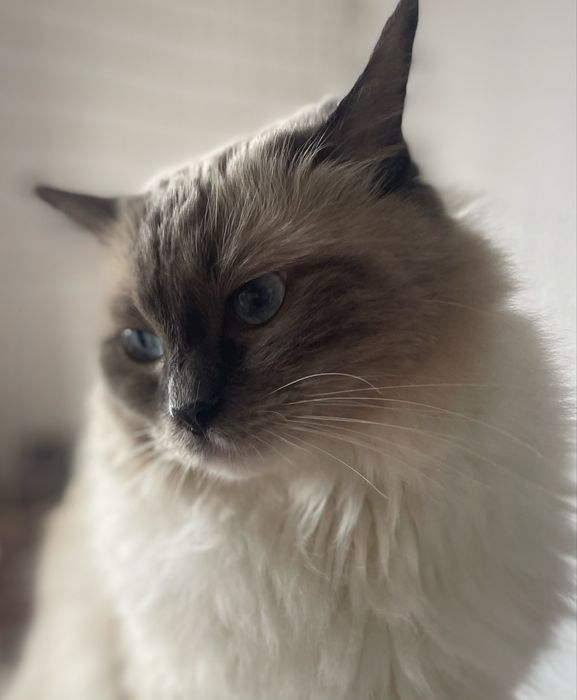 Hotel psów, kotów, królików i gryzoni