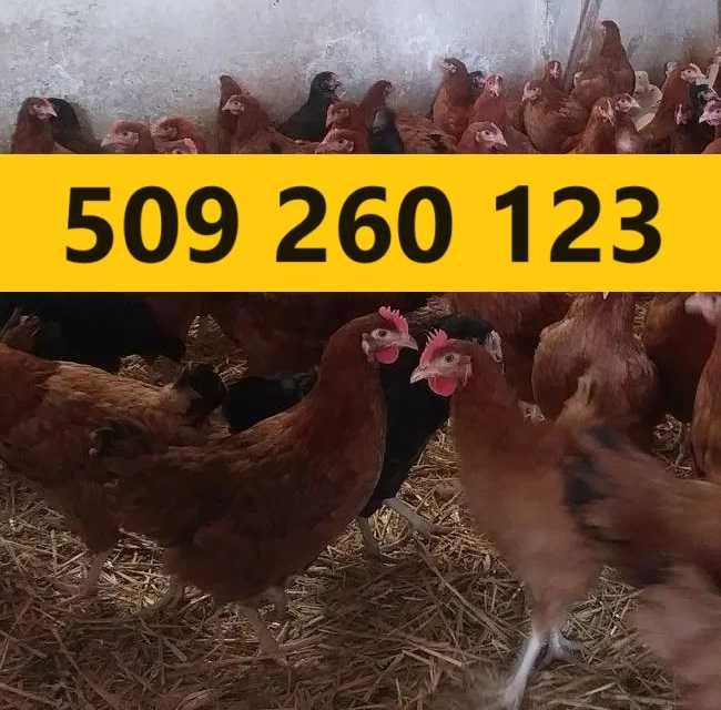 KURY NIOSKI Rossa 19 tygodni, szczepione, bardzo ładne kolory