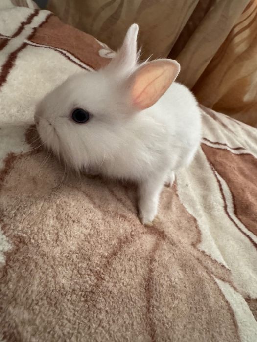Króliki białe miniaturki