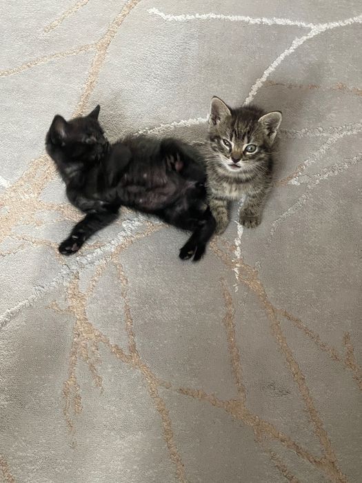 Kot do adopcji czarny tygrysek