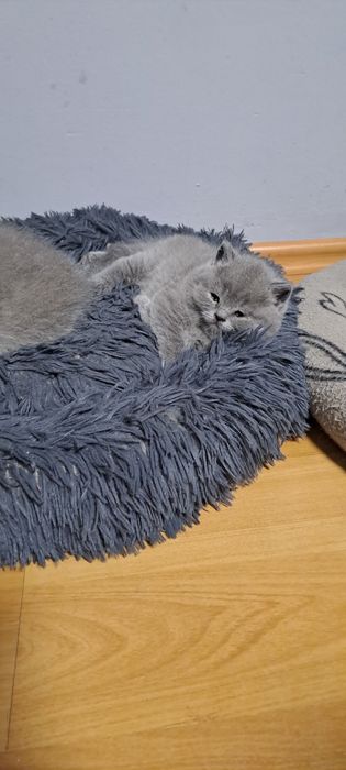 Kot Brytyjski Krótkowlosy