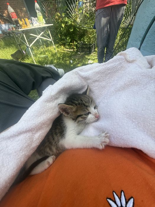 Кошенята безкоштовно. Читайте опис!
