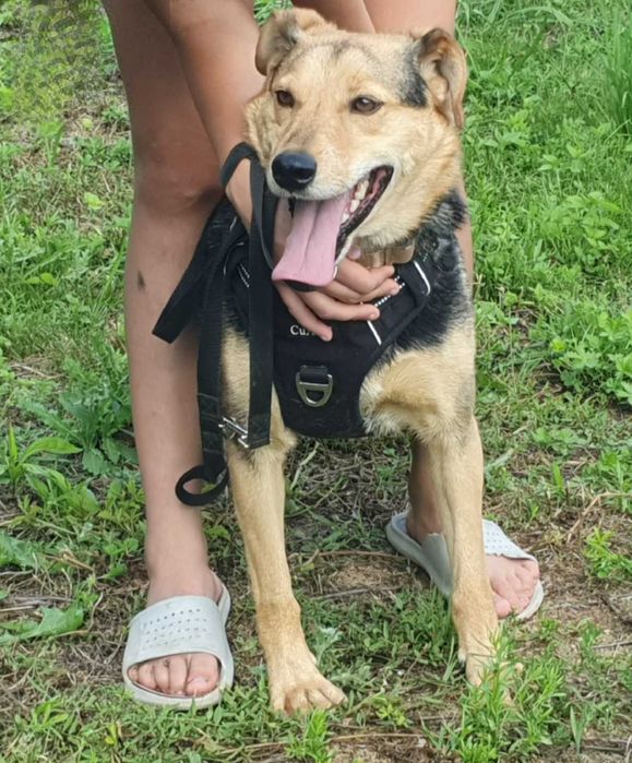 Jacky- wierny przyjaciel na dobre i na złe