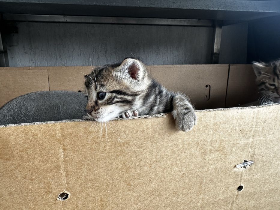 Кошеня  Тигровий окрас