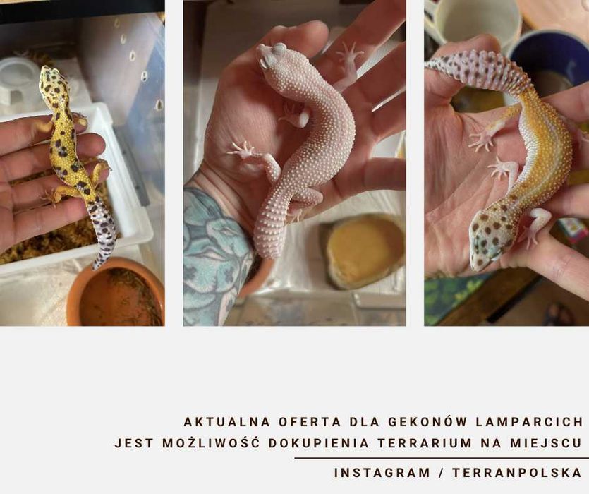 Gekon Lamparci - Jaszczurka dla początkujących agama zbożówka