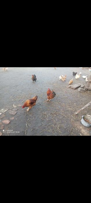 Kogutki szukają nowych domów