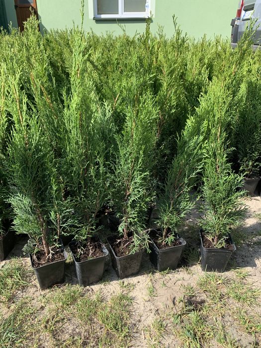 Саджанці туя смарагд РОЗПРОДАЖ