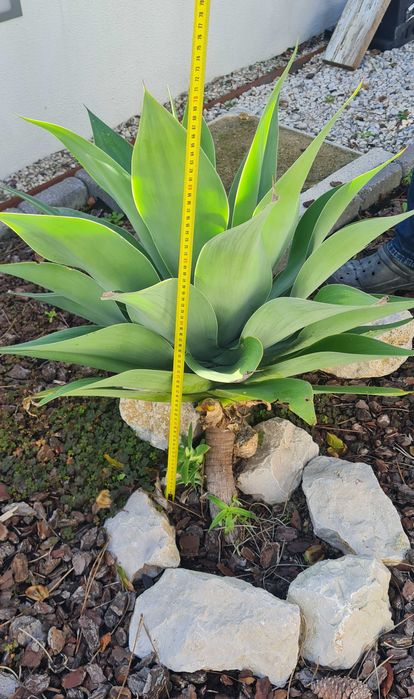 Agave - Planta ornamental de jardim